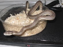 .1 weird bredli
