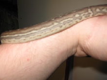 .1 weird bredli