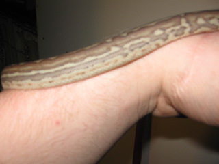.1 weird bredli
