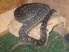02 male