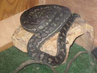 02 male