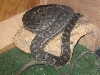 02 male