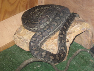 02 male