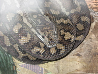 04 monster female