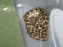 .1 irian jaya
