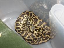.1 irian jaya