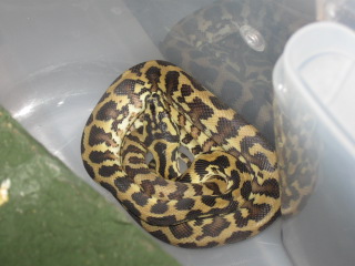 .1 irian jaya