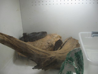 liasis fuscus