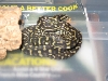 .1 Jungle (Futo)