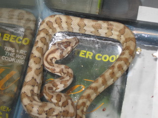 .1 Jaguar (Australian addiction reptiles)
