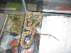 .1 Jaguar (Australian addiction reptiles)