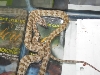 .1 Jaguar (Australian addiction reptiles)