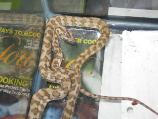 .1 Jaguar (Australian addiction reptiles)