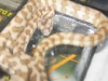 .1 Jaguar (Australian addiction reptiles)