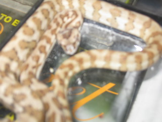 .1 Jaguar (Australian addiction reptiles)