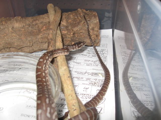 Male Bredli Futo