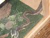 extra male, loaned to me by Boa Cabana