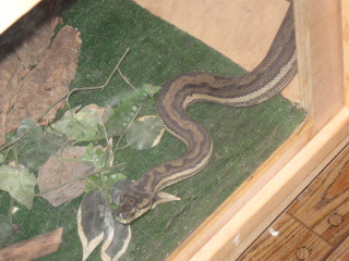 extra male, loaned to me by Boa Cabana