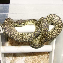 female granite