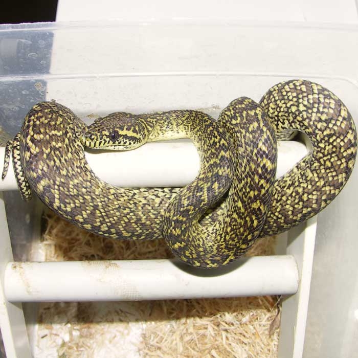 female granite