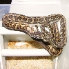 female chupacabra