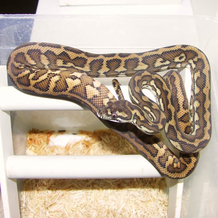 female chupacabra
