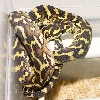 male 100% het granite