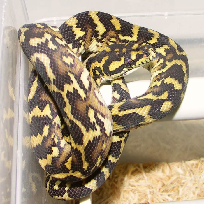 male 100% het granite