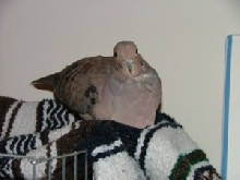 Dusty
