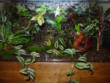 Vivarium