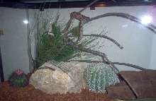 Texas Rat Snake