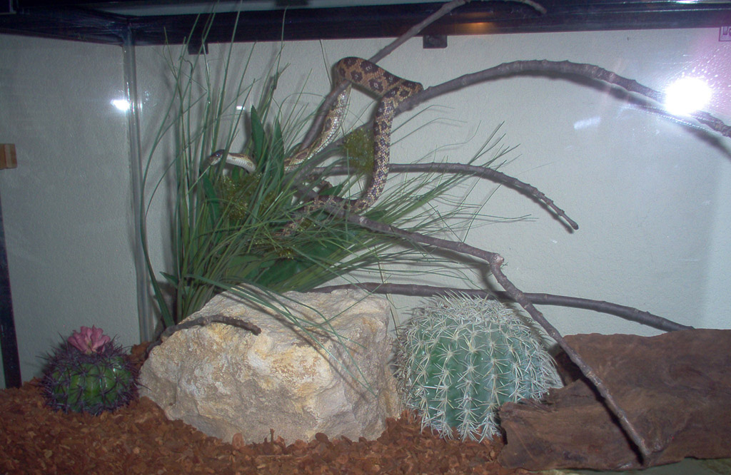 Texas Rat Snake
