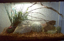 Texas Rat Snake