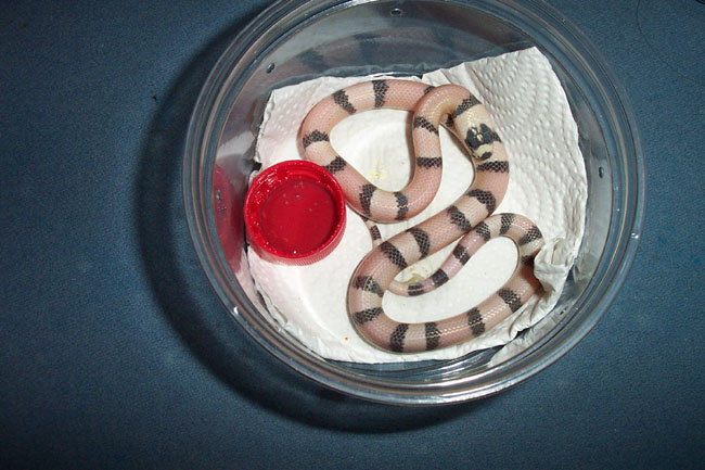 Female Ghost Honduran