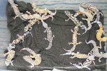 Other Pic of Bell Albino Project Breeder for 2005