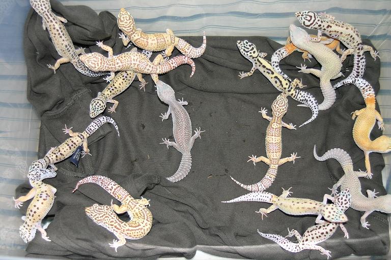 Other Pic of Bell Albino Project Breeder for 2005