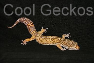 Bell Albino Male