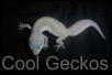 Blizzard Female