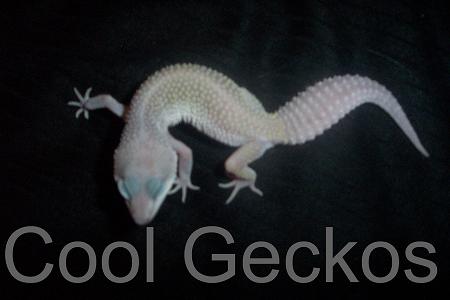 Blizzard Female
