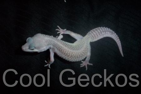 Blizzard Female