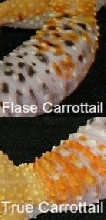 Compare to not true Carrottail to True Carrottail