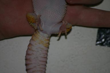 Female