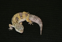 Double het for Blazing Blizzard