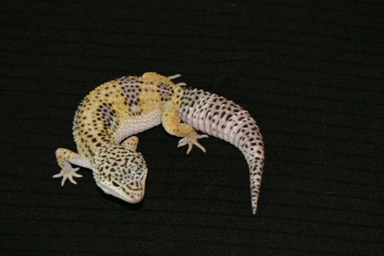 Double het for Blazing Blizzard