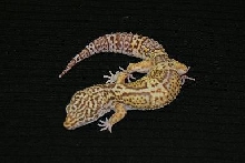 Bell Albino Male