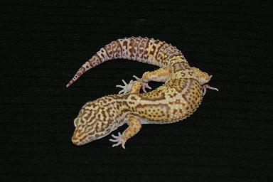 Bell Albino Male