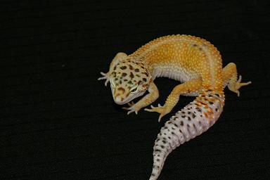 Hypo Tangerine Female