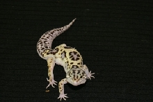 Jungle Male