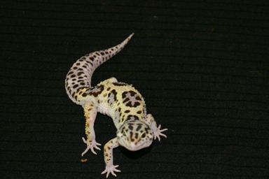 Jungle Male