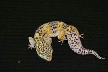 Double het for Blazing Blizzard (Cluthemate to Blazing Blizzard)